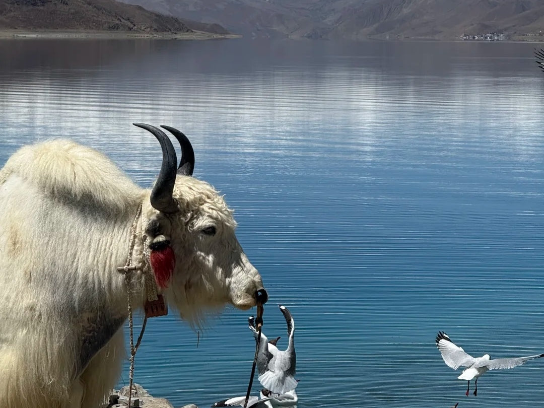 The Ancient Tibetan Legend of Yamdrok Lake: A Story of Beauty, Justice, and Transformation