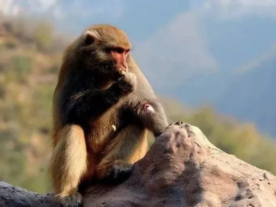 The Ancient Tibetan Myth: The Monkey Who Became Human